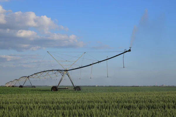 Tarwe Erwtenvelden Achtergrond Met Irrigatiesysteem Voor Watervoorziening Sproeiers Landbouw Het — Stockfoto