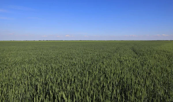 Campo Plantas Trigo Verde Principios Primavera Con Cielo Azul Claro —  Fotos de Stock