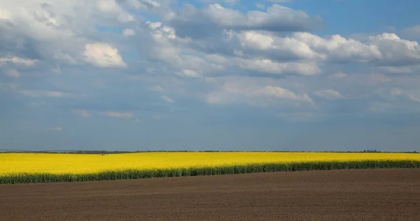 菜の花畑の景観と青空と白い雲 早春の農業 — ストック写真