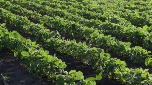 緑の大豆畑 春の農業を歩く農家や農学者 — ストック動画