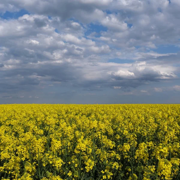 Paesaggio Campo Con Piante Colza Fiore Con Bel Cielo Blu — Foto Stock