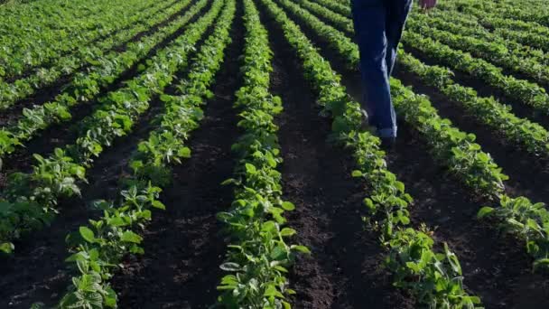 Agricultor Agrónomo Caminando Por Campo Soja Verde Con Pequeñas Plantas — Vídeo de stock