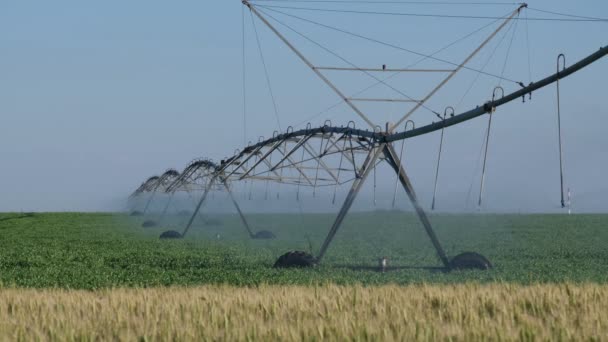Piselli Campi Grano Primavera Con Sistema Irrigazione Approvvigionamento Idrico Irrigatori — Video Stock