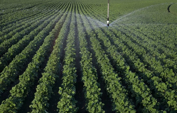 Soja Veld Het Voorjaar Met Irrigatiesysteem Voor Watervoorziening Sprinklers Sproeien — Stockfoto