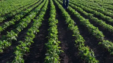 Çiftçi ya da tarım uzmanı yeşil soya tarlasında yürüyor, bitkilere dokunuyor ve onları inceliyor, baharda tarıma giriyor.