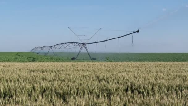 Grünes Erbsen Und Weizenfeld Frühling Mit Bewässerungssystem Für Die Wasserversorgung — Stockvideo