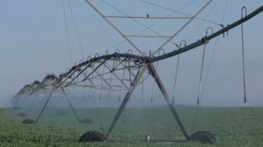 Su kaynağı için sulama sistemi, bitkilere su sıçratma fıskiyeleri, yeşil bezelye tarlası