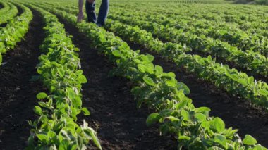 Çiftçi ya da tarım uzmanı yeşil soya tarlasında yürüyor, bitkilere dokunuyor ve onları inceliyor, baharda tarıma giriyor.