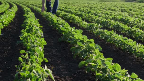 Agricultor Agrônomo Caminhando Pelo Campo Soja Verde Tocando Inspecionando Plantas — Vídeo de Stock