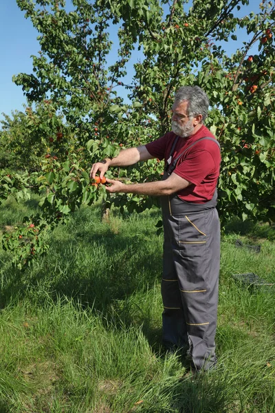 Landwirt Oder Agronom Untersucht Und Pflückt Aprikosenfrüchte Vom Baum Obstgarten — Stockfoto