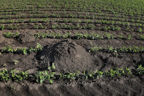 Agricultura Plantas Soja Cultivadas Verdes Campo Con Molehill Daño Plagas —  Fotos de Stock