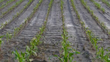 Sel üstüne mısır tarlaları zarar gördü, baharda tarım yapıldı