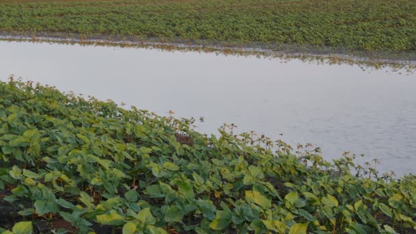 Jovem Verde Plantas Girassol Danificadas Lama Água Campo Danificado Inundação — Vídeo de Stock