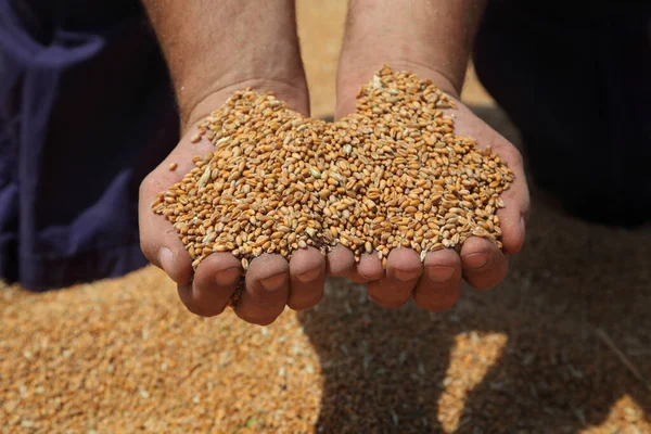 Mani Dell Agricoltore Che Tengono Una Manciata Frumento Nelle Colture — Foto Stock