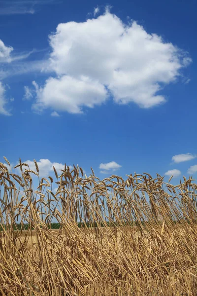 Jordbruk Vete Växter Fält Redo För Skörd Med Blå Himmel — Stockfoto