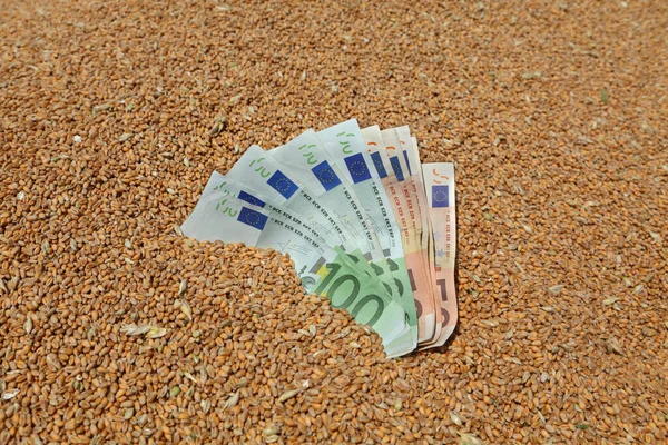 Weizen Und Euro Banknote Nahaufnahme Selektiver Fokus — Stockfoto