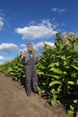 Çiftçi ya da tarımcı tarladaki tütün bitkilerini inceliyor ve başparmağıyla işaret ediyor.