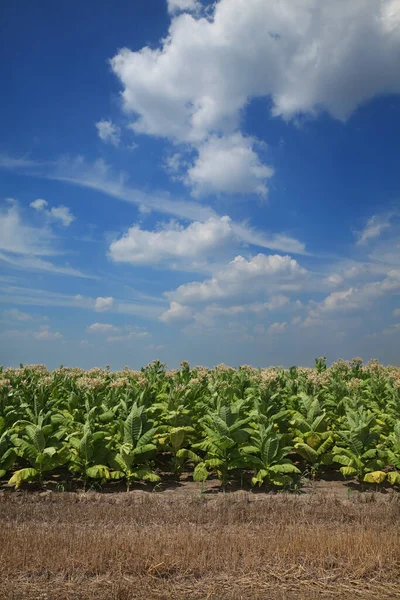 Kwitnące Zielone Rośliny Tytoniowe Polu Niebieskim Niebem Białymi Chmurami — Zdjęcie stockowe