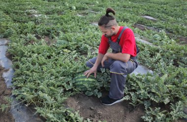 Genç çiftçi ya da tarlada karpuz meyvesi ve bitki inceleyen tarım uzmanı