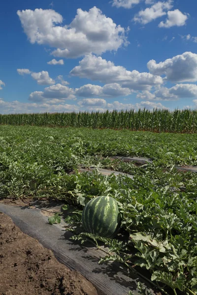 Vattenmelon Frukt Växter Fält Med Vacker Blå Himmel Och Vita — Stockfoto