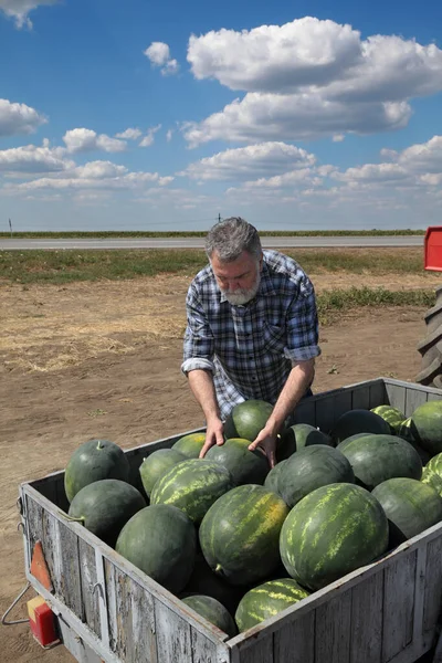 Agricoltore Che Vende Angurie Prendendo Uno Mostrare Qualità Mercato Degli — Foto Stock