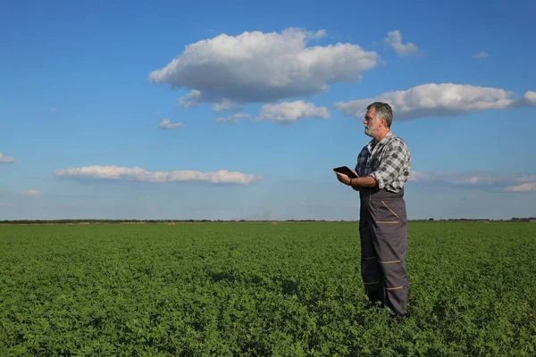 Tablet Kullanılarak Tarladaki Yeşil Yonca Bitkilerinin Kalitesini Denetleyen Çiftçi Tarımcı — Stok fotoğraf