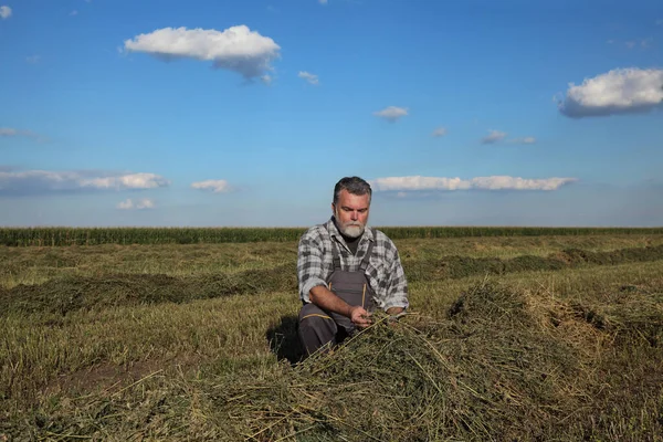 Agricultor Agrónomo Examinar Heno Planta Trébol Campo Después Cosecha — Foto de Stock