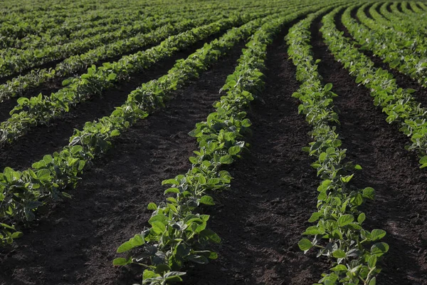 Landwirtschaft Grüne Sojabohnenpflanzen Auf Dem Feld Spätes Frühjahr Oder Frühsommer — Stockfoto