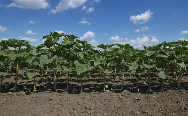 Junge Grüne Sonnenblumenpflanzen Feld Zeitigen Frühling Mit Blauem Himmel Und — Stockfoto