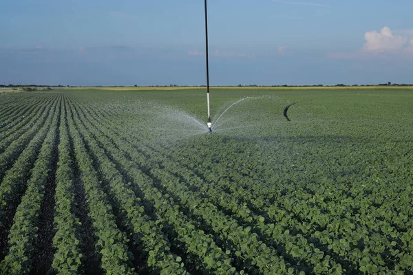 Sojabönsfält Våren Med Bevattningssystem För Vattenförsörjning Sprinkler Stänk Vatten Till Royaltyfria Stockfoton