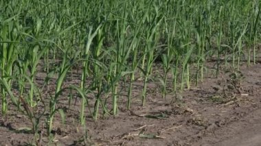 Çiftçi ya da tarımcı yeşil mısır tarlalarında yürür kuraklık üstüne kuraklık, dokunmak ve bitkileri incelemek