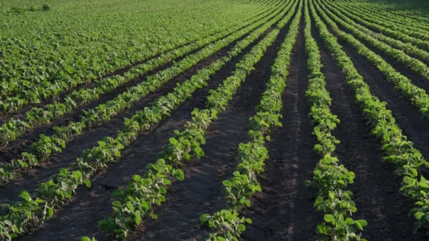 Landwirtschaft Grüne Sojabohnenpflanzen Auf Dem Feld Spätes Frühjahr Oder Frühsommer — Stockvideo