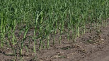 Tarım, yeşillik ekilmiş mısır bitkileri kuraklık, bahar sonu ya da yaz başında tarlalarda.