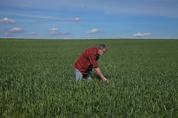 Çiftçi Tarımcı Baharda Yeşil Buğday Tarlasının Kalitesini Denetliyor Bitkilere Dokunuyor — Stok fotoğraf