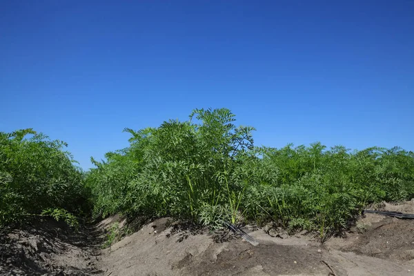 Agricoltura Foglie Verdi Piante Carota Campo Con Sistema Irrigazione Cielo — Foto Stock
