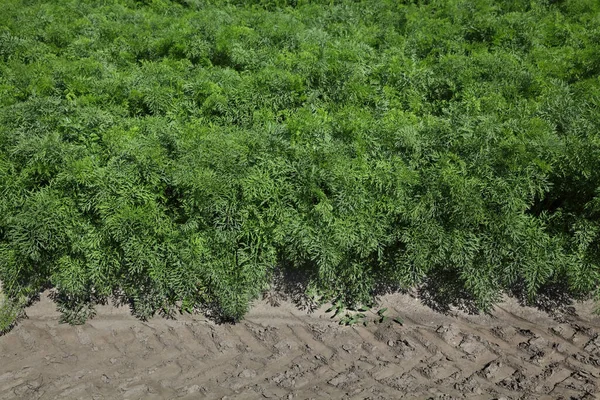 Landwirtschaft Grüne Blätter Von Karottenpflanzen Auf Dem Feld Frühsommer — Stockfoto