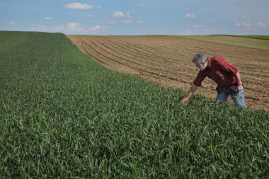 Çiftçi ya da tarımcı tarladaki yeşil buğday bitkilerinin kalitesini tablet, bahar zamanı kullanarak inceler