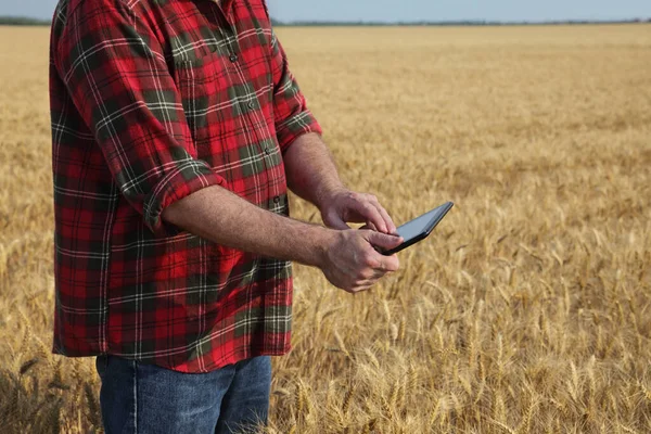 Agricultor Agrónomo Examinar Planta Trigo Campo Utilizando Tableta Tiempo Cosecha — Foto de Stock