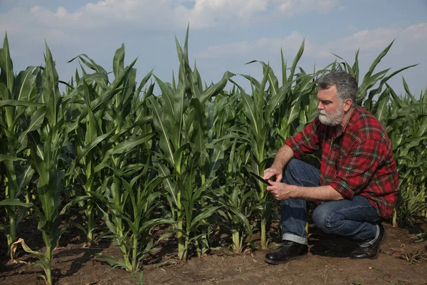 Фермер Агроном Проверяет Качество Кукурузных Растений Поле Печатает Планшетный Компьютер — стоковое фото