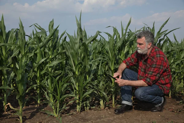 Agricoltore Agronomo Che Ispeziona Qualità Delle Piante Mais Campo Digita — Foto Stock