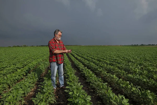 Agricultor Examina Cultivo Mecanografía Teléfono Móvil Campo Soja Cultivada Verde — Foto de Stock