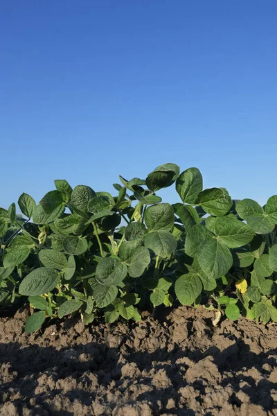 Landbouw Groengecultiveerde Sojabonen Het Veld Met Heldere Blauwe Lucht Landbouw — Stockfoto