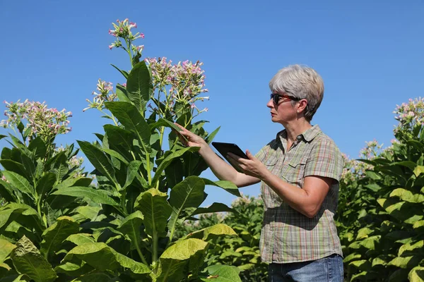 Female Farmer Agronomist Examining Leaf Blossoming Tobacco Plant Field Holding — Stock Photo, Image