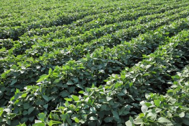 mezőgazdaság, szója növény mező 