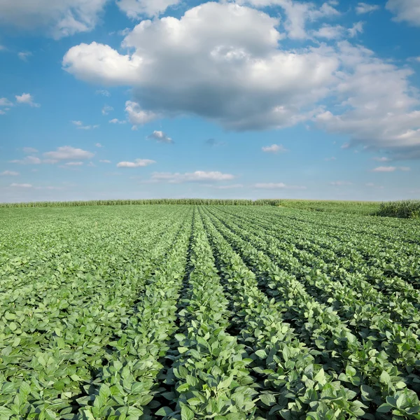 Agricultura, campo de plantas de soja — Foto de Stock