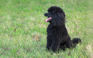 doğa evde beslenen hayvan kaniş köpek
