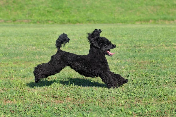 Sällskapsdjur poodle hund i aktion — Stockfoto