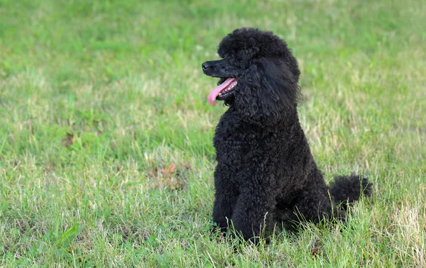 Mascota perro caniche en la naturaleza —  Fotos de Stock