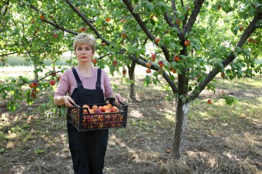 Tarım, çiftçi kayısı Bahçesi