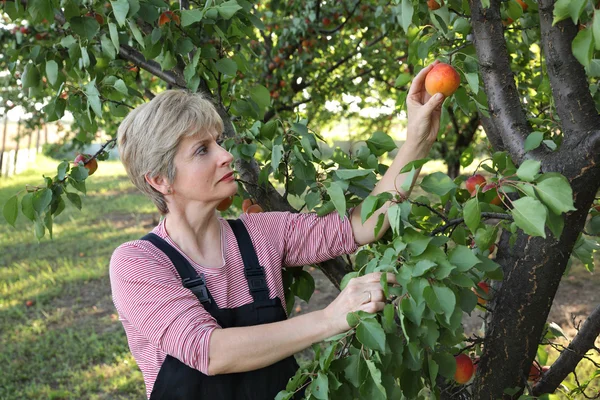 Agriculture, agriculteur dans le verger d'abricots — Photo